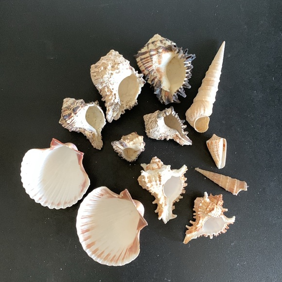 Assorted shells from San Felipe - Picture 10 of 10